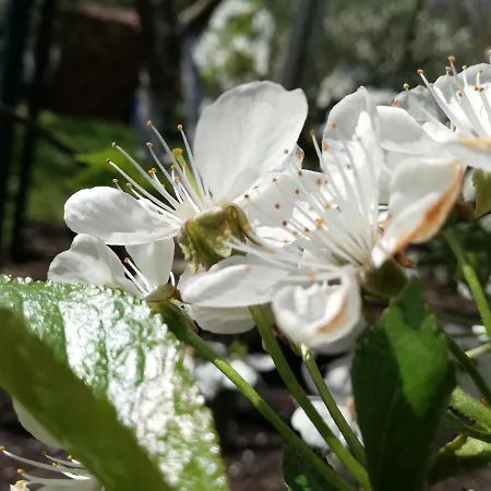 Dom Goscinny Asia Проживание в семье